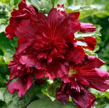 spring-celebrities-crimson