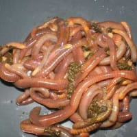 Червь Старатель