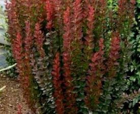 Барбарис Тунберга ‘Red Pillar’