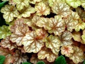 Гейхера ‘Ginger Peach’