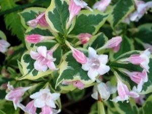 Вейгела квітуча ‘Nana Variegata’