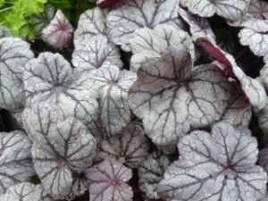 Гейхера ‘Sugar Plum’