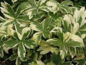 Астранция крупная ‘Sunningdale Variegated’, семена