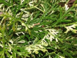 Туйовик японський ‘Variegata’