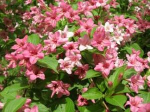 Вейгела квітуча ‘Rosea’