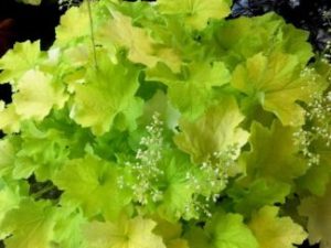 Гейхера ‘Citronella’