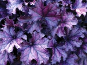 Гейхера ‘Forever Purple’