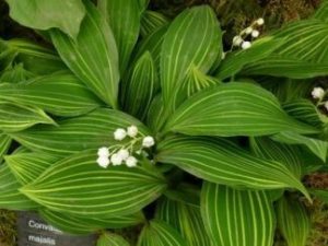 Ландыш майский ‘Albastriata’