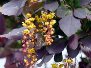 Барбарис звичайний `Atropurpurea`