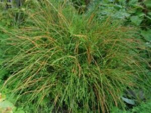 Туя западная ‘Filiformis’