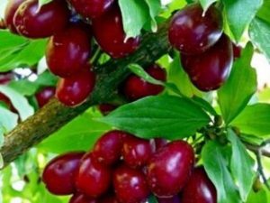 Кизил обыкновенный ‘Yevgeniya’
