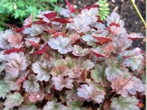 Гейхера ‘Petit Marble Burgundy’