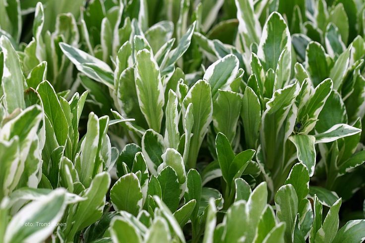 Вероника горечавколистная ‘Variegata’
