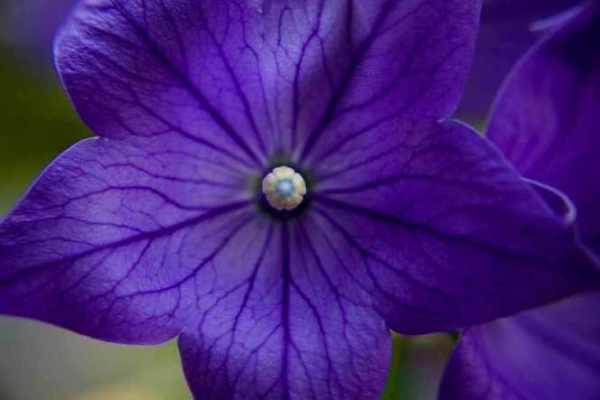 Платикодон великоквітковий ‘Apoyama Misato Purple’, насіння