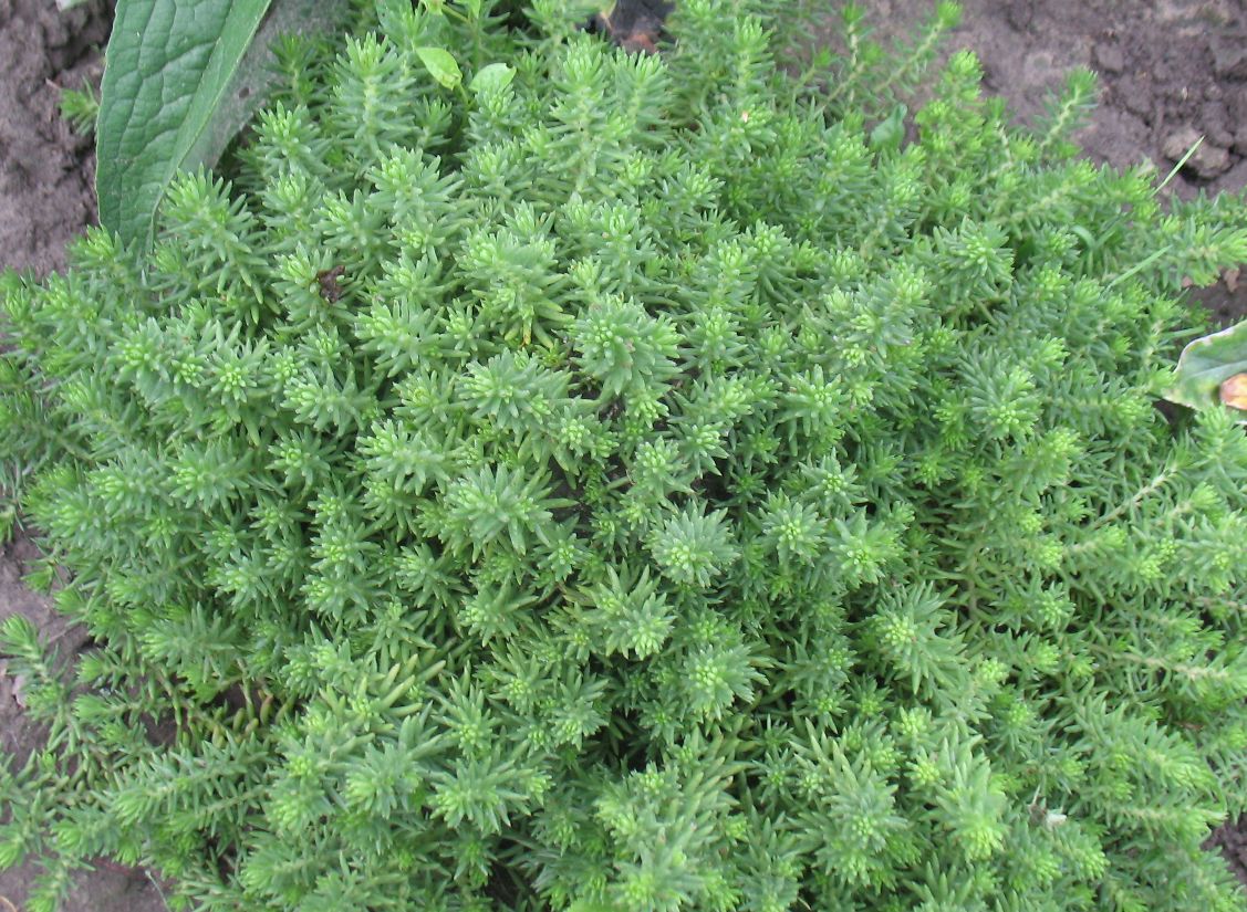 Очиток скельний ‘Green Spruce’