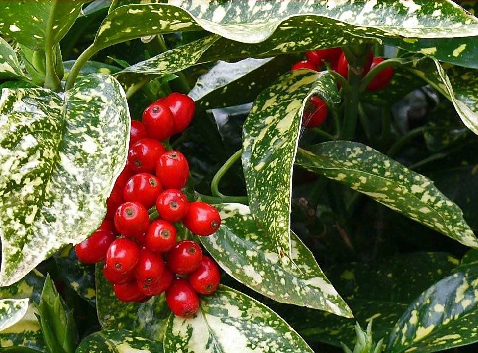 Аукуба японская ‘Variegata’