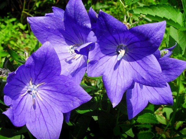 Платикодон великовітковий ‘Hawaii Blue’