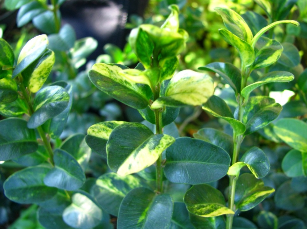 Самшит вічнозелений ‘Latifolia Maculata’