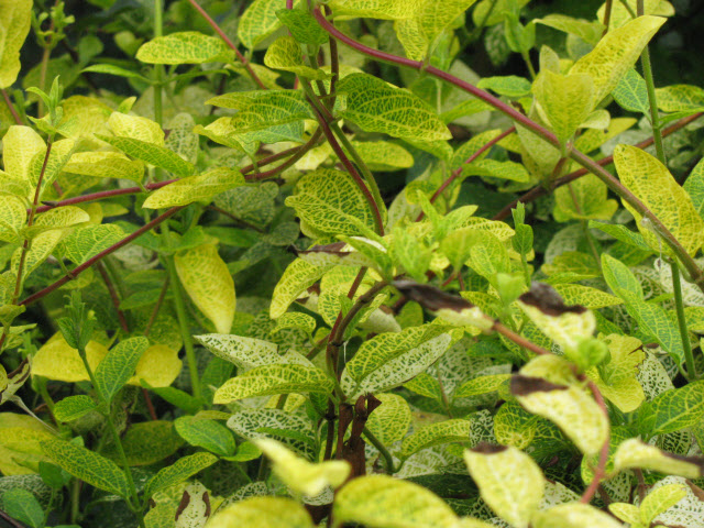 Жимолость японська ‘Aureoreticulata’