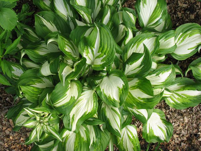Хоста хвиляста ‘Mediovariegata’