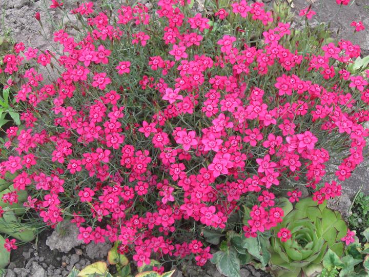 Гвоздика трав’янка ‘Rose’