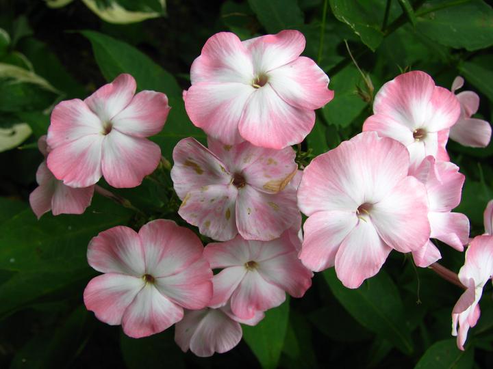 Флокс метельчатый ‘Salmon Glow’ 4/70