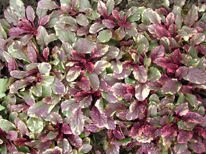 Горлянка повзуча ‘Burgundy Glow’