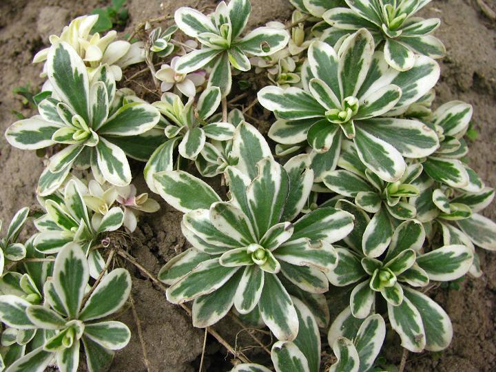 Арабис Фердинанда Кобурга ‘Variegata’