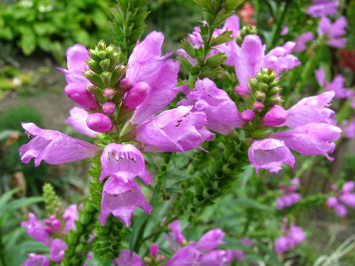 Физостегія віргінська ‘Rosea’