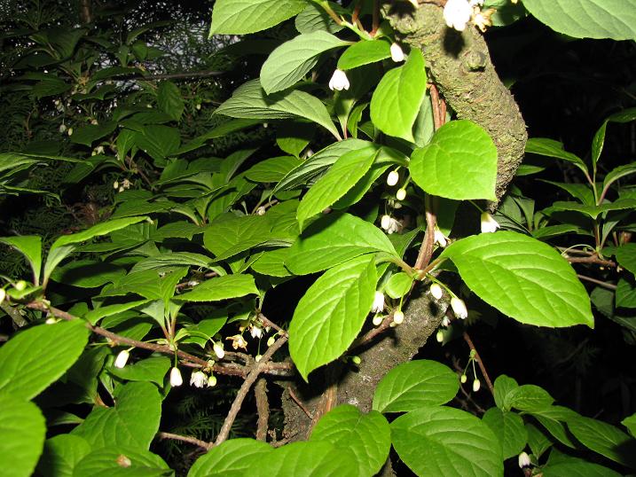 Лимонник китайский, семена