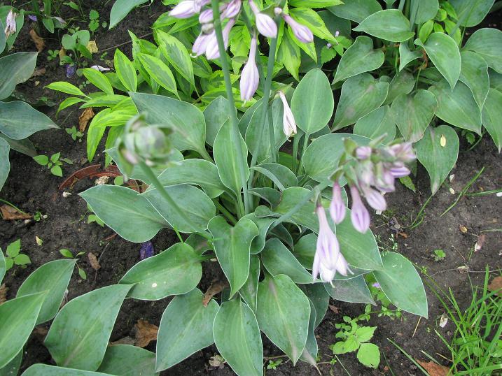 Хоста ‘Blue Cadet’
