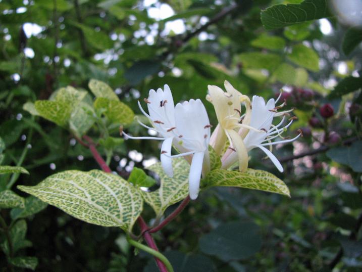 Жимолость японська ‘Aureoreticulata’