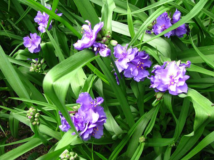 Традесканція віргінська ‘Caerulea Plena’
