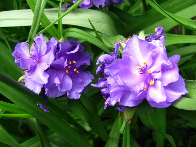 Традесканція віргінська ‘Caerulea Plena’