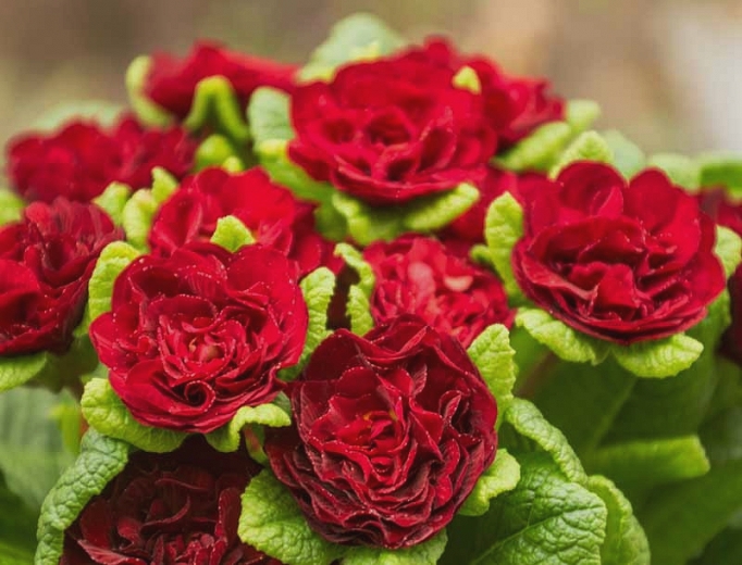 Первоцвіт ‘Ballerina Valentine’