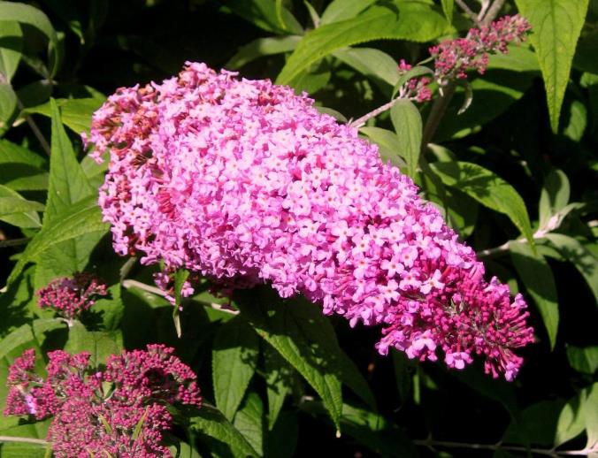 Буддлея Давида ‘Pink Delight’