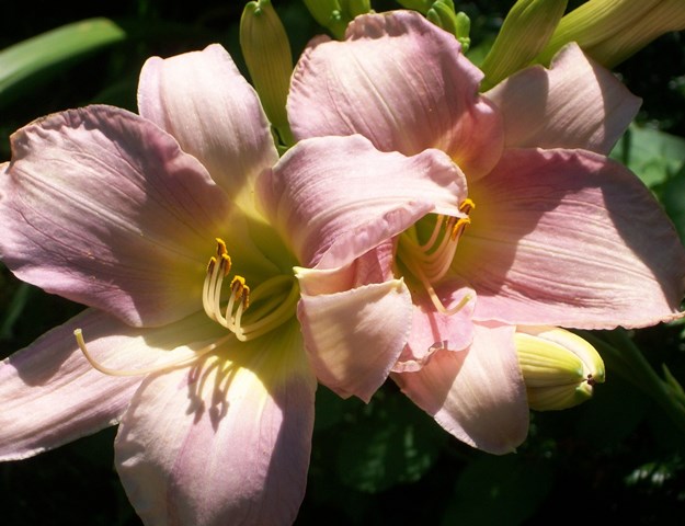 Лилейник ‘Catherina Woodburry’