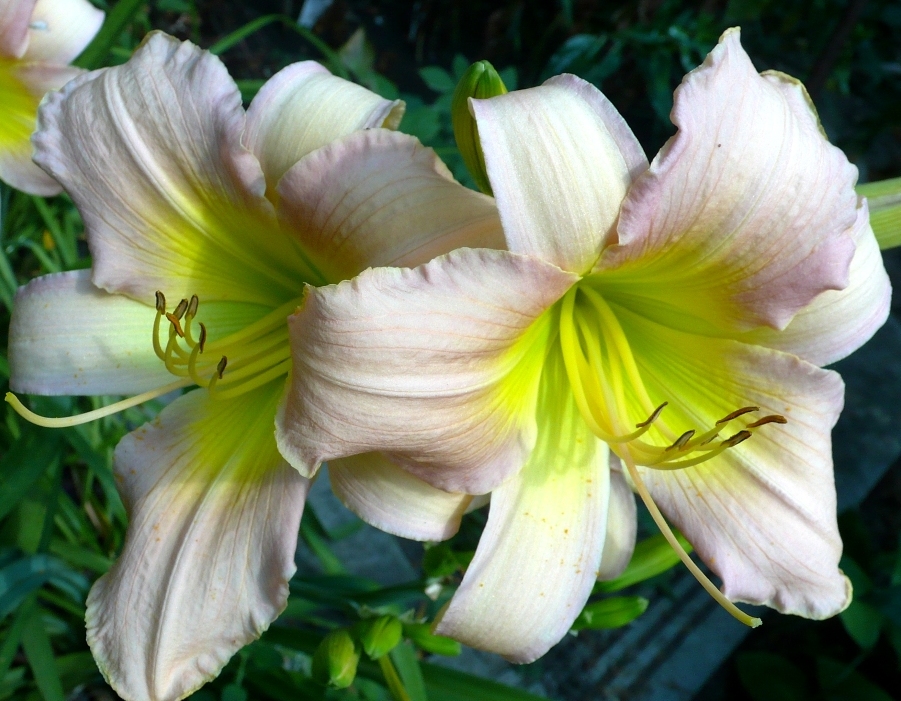 Лилейник ‘Catherina Woodburry’