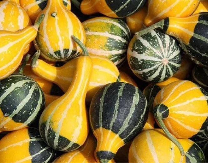 Гарбуз звичайний ‘Kleine Birne Bicolor’, насіння