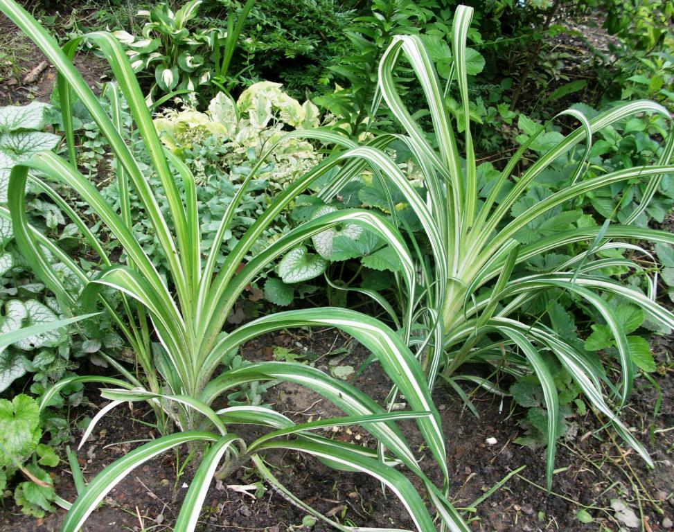 Лілійник жовтий ‘Kwanso Variegata’