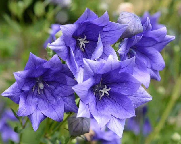 Платикодон великоквітковий ‘Hakone Blue’, насіння
