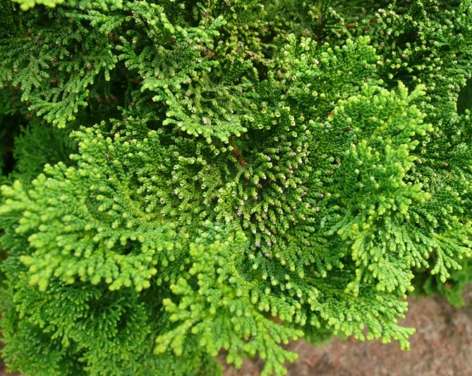 Кипарисовик притупленный ‘Nana Gracilis’