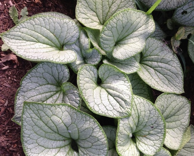 Бруннера крупнолиста ‘Silver Heart’
