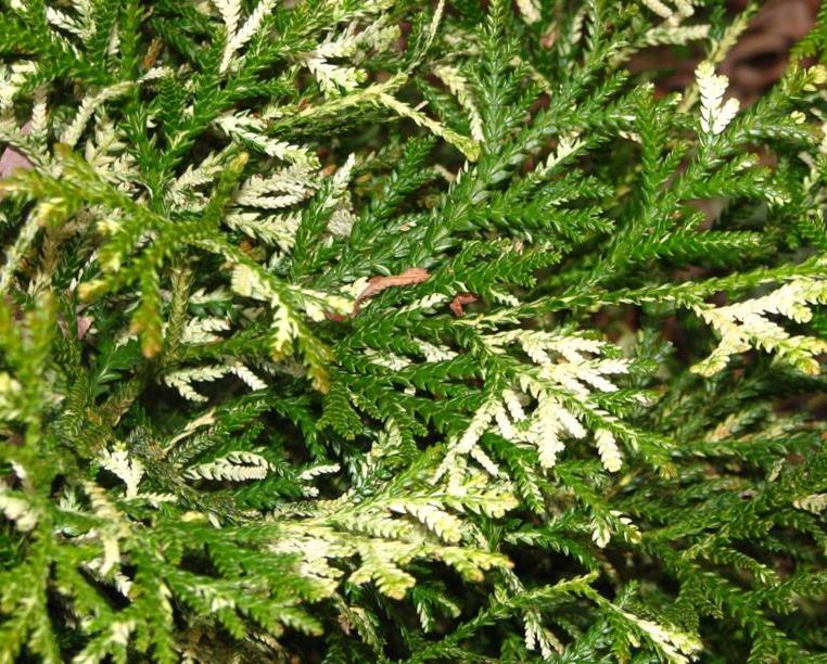 Туевик японский ‘Variegata’