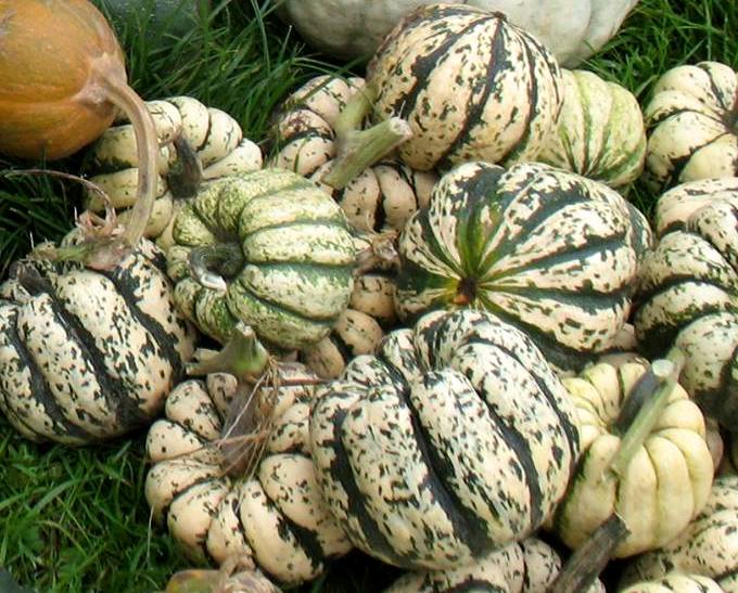 Гарбуз звичайний ‘Sweet Dumpling’, насіння