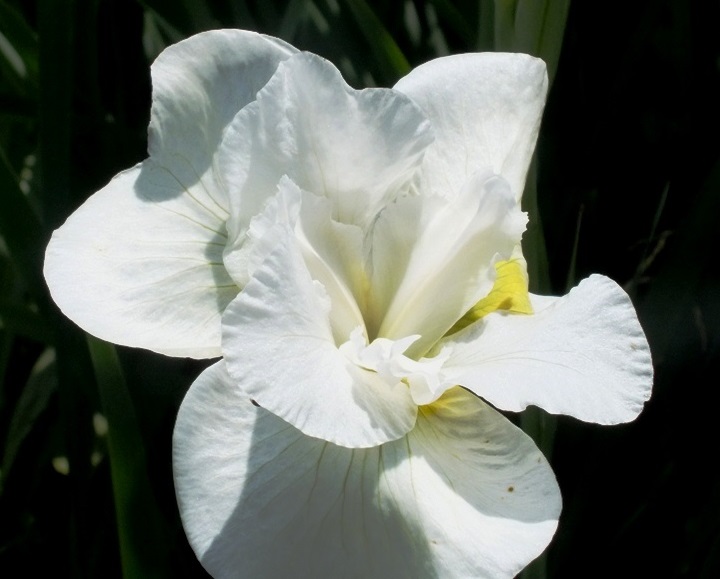 Ірис (Півник) японський ‘Abundant Display’