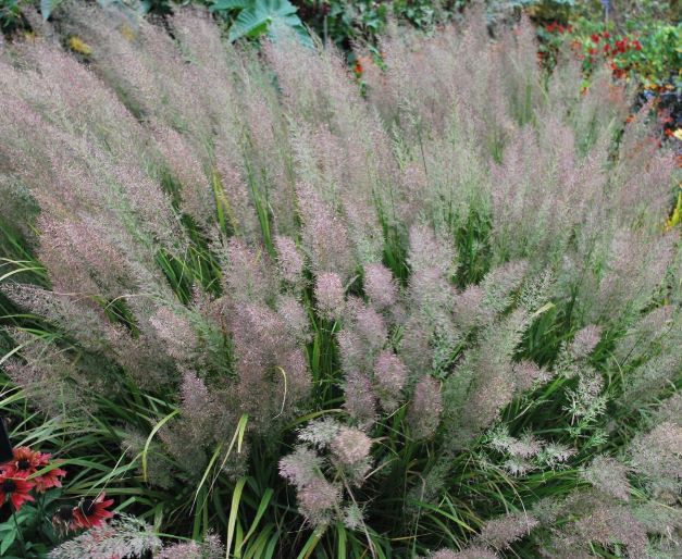 Куничник коротковолосистий