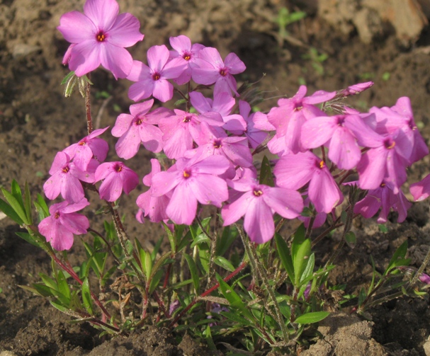 Флокс полягаючий ‘Rosea’