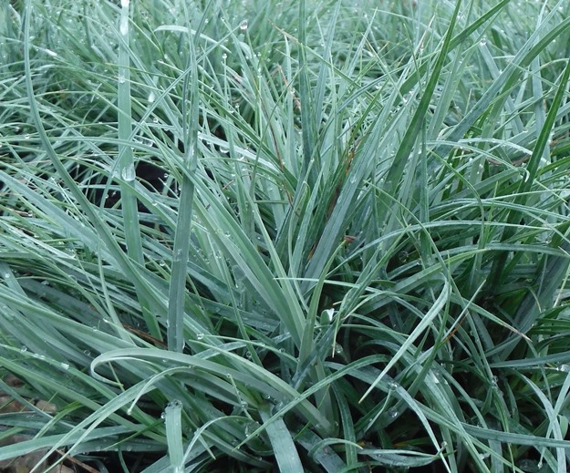 Осока повисла ‘Blue Zinger’