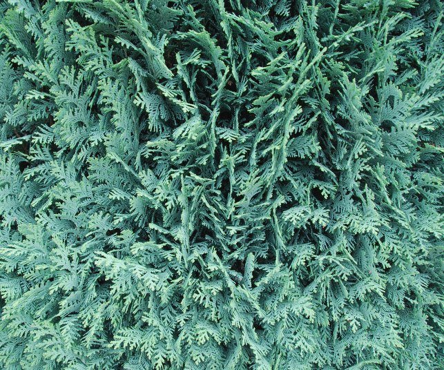 Кипарисовик Лавсона ‘Columnaris’
